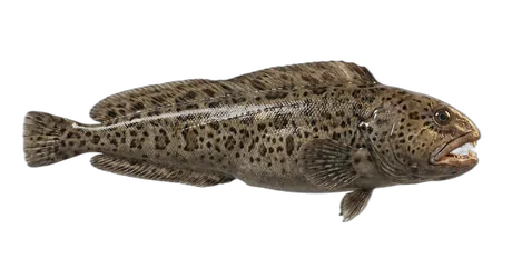 Spotted Wolffish