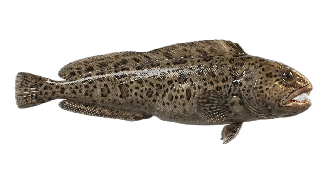 Spotted Wolffish