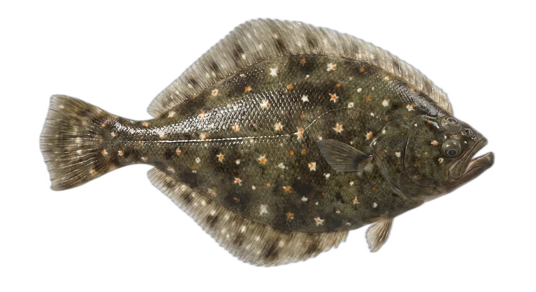 Starry Flounder