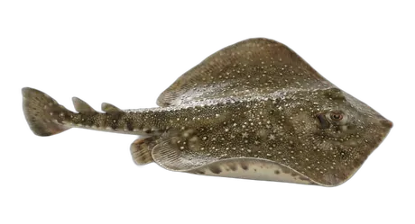 Starry Ray