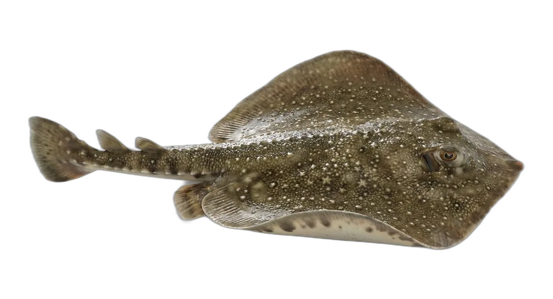 Starry Ray