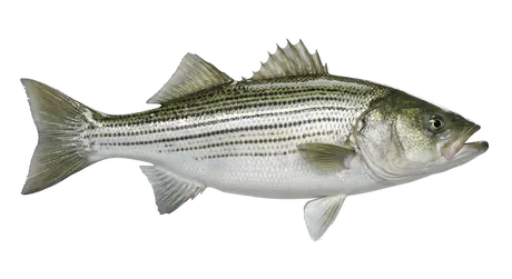 Striped Bass