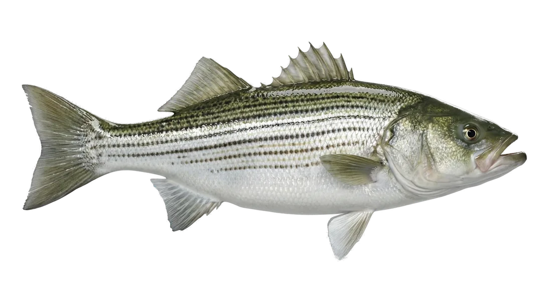 Striped Bass