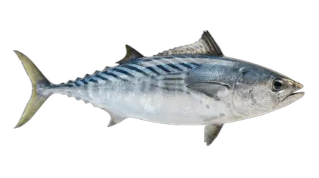 Striped Bonito