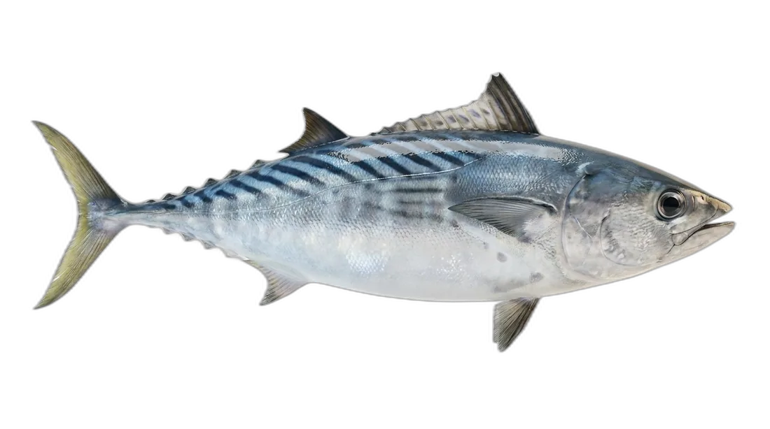 Striped Bonito