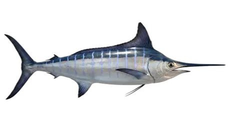 Striped Marlin