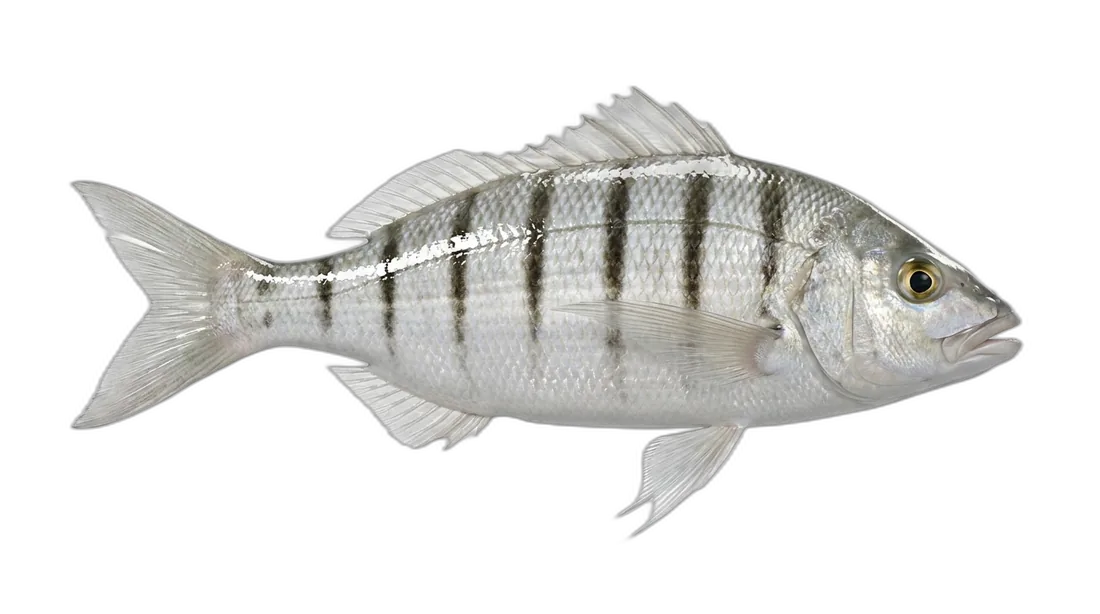 Striped Mojarra