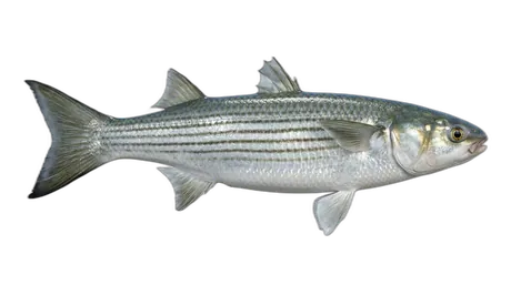 Striped Mullet