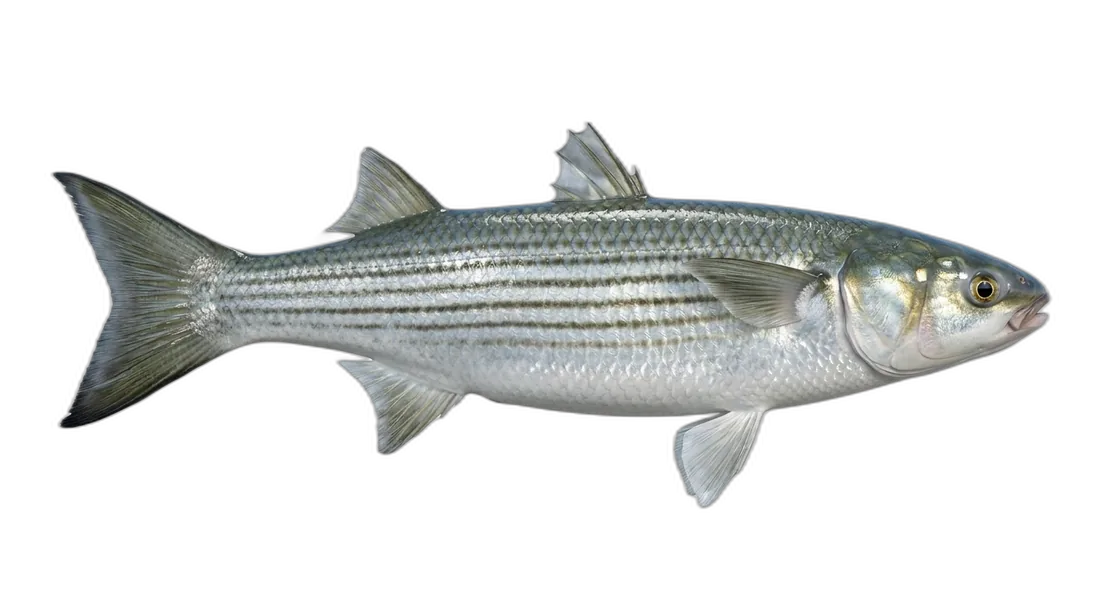 Striped Mullet