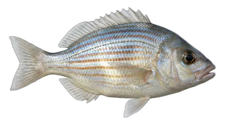 Striped Seaperch