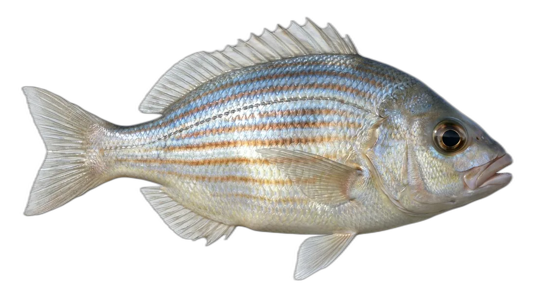 Striped Seaperch