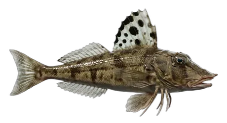 Striped Searobin