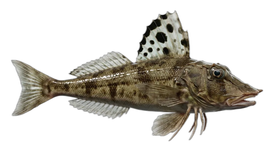 Striped Searobin