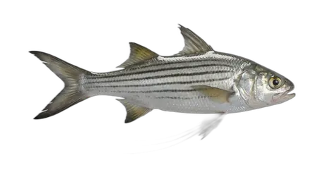 Striped Threadfin