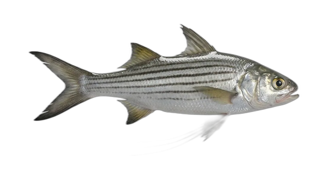 Striped Threadfin