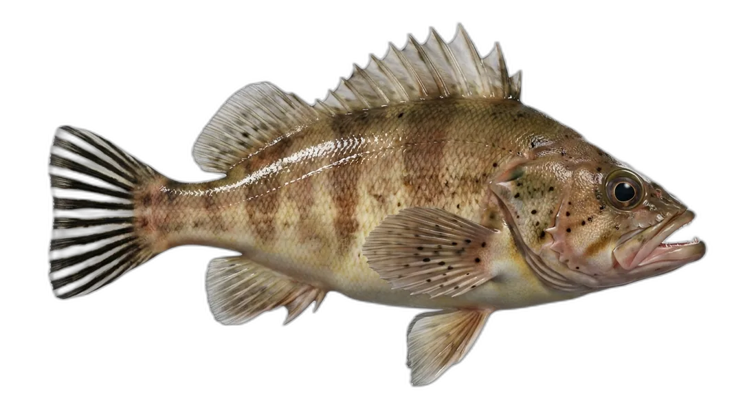 Stripetail Rockfish