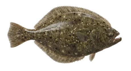 Summer Flounder