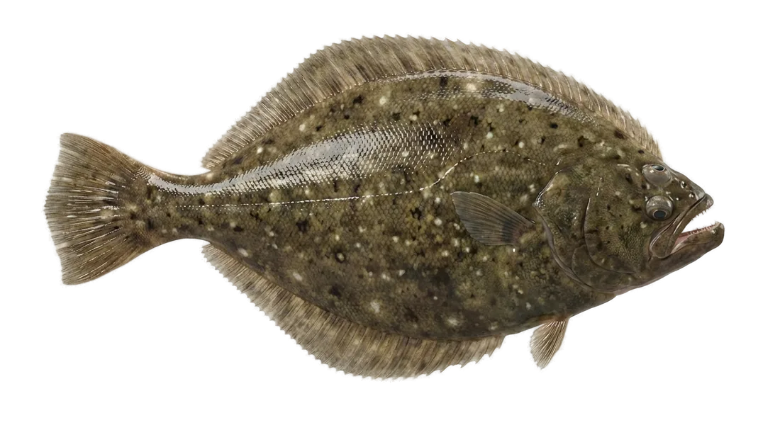 Summer Flounder