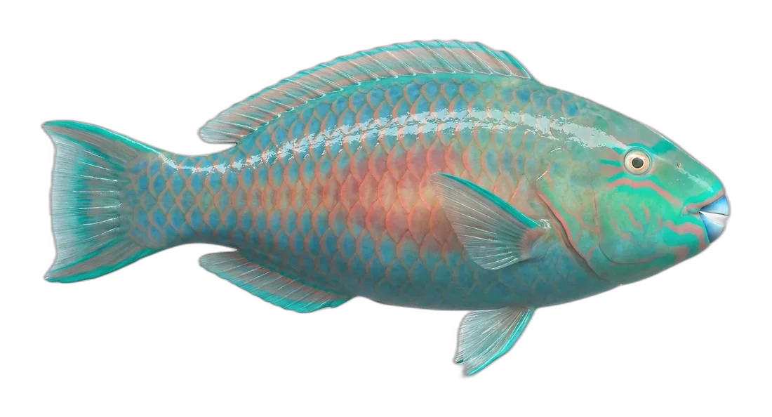Surf Parrotfish