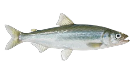 Surf Smelt