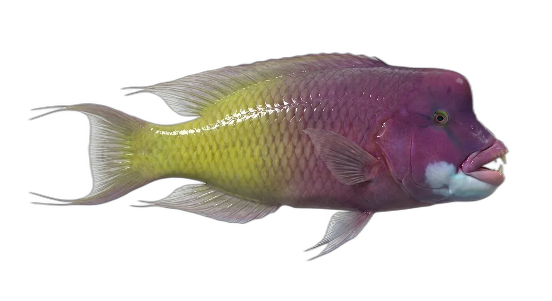 Surge Wrasse