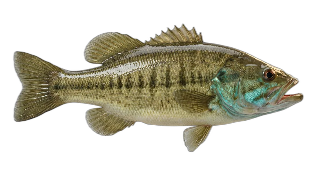 Suwannee Bass