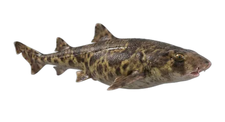 Swellshark