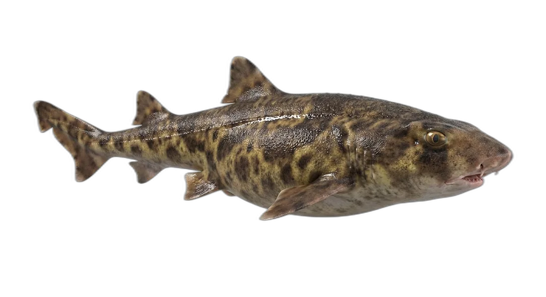 Swellshark