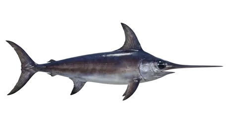 Swordfish
