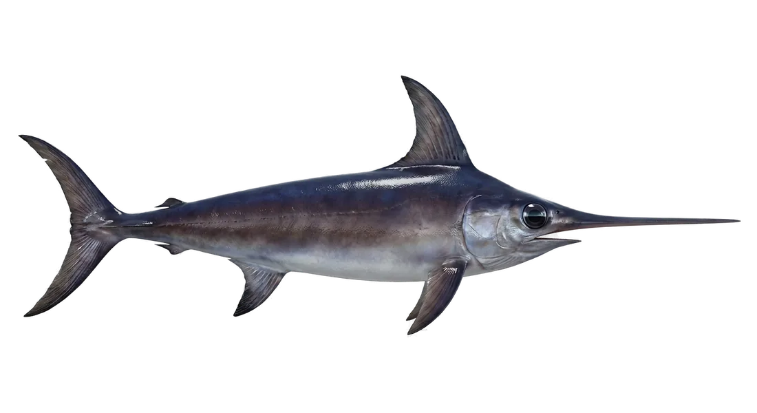 Swordfish