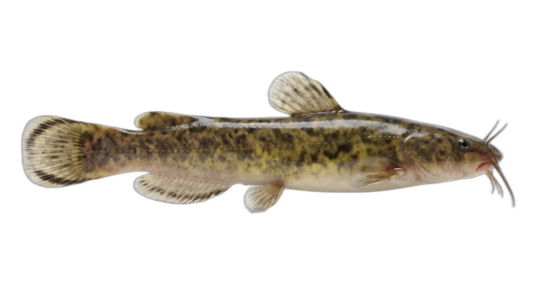 Tadpole Madtom