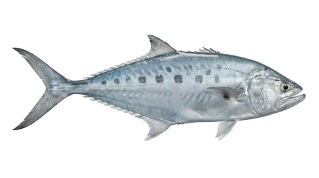 Talang Queenfish