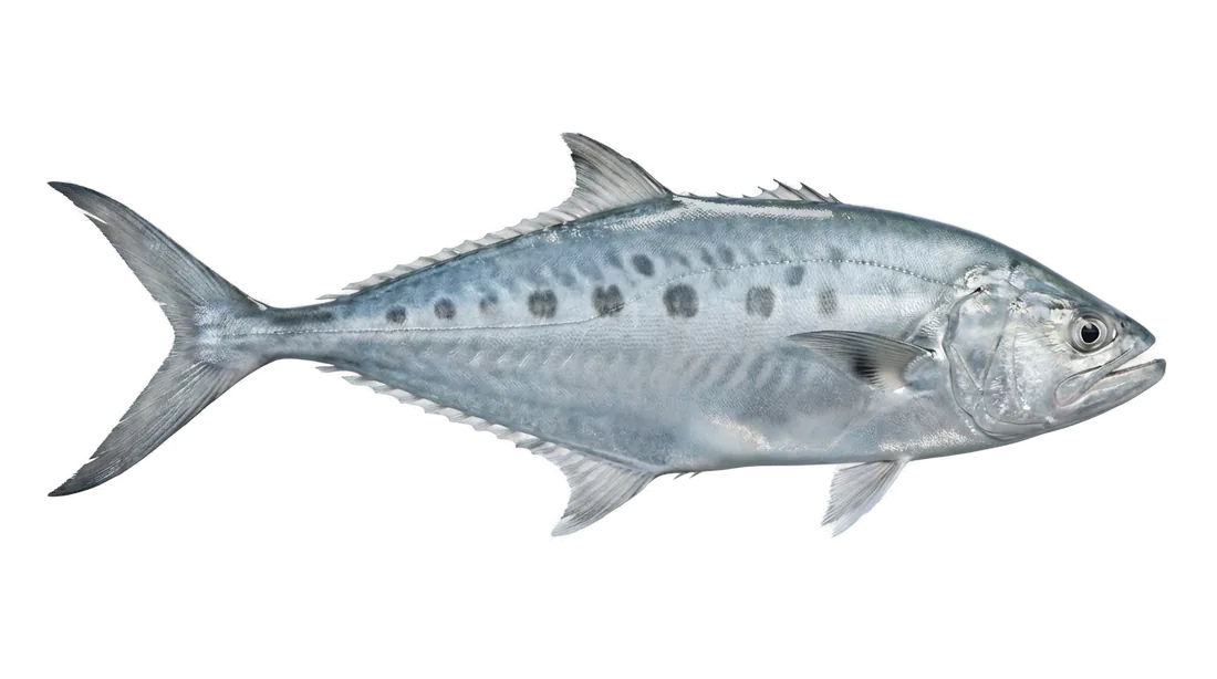 Talang Queenfish