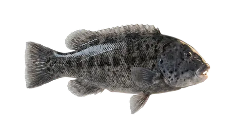 Tautog