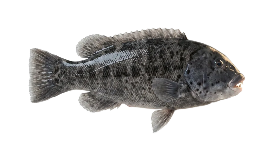 Tautog