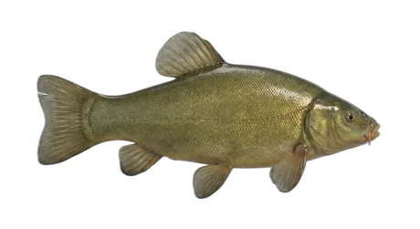 Tench