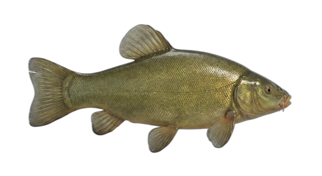 Tench