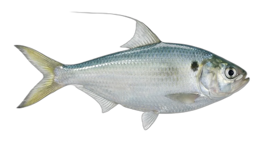 Threadfin Shad
