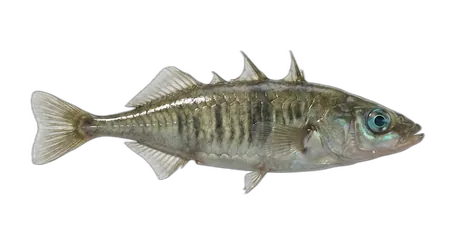 Threespine Stickleback