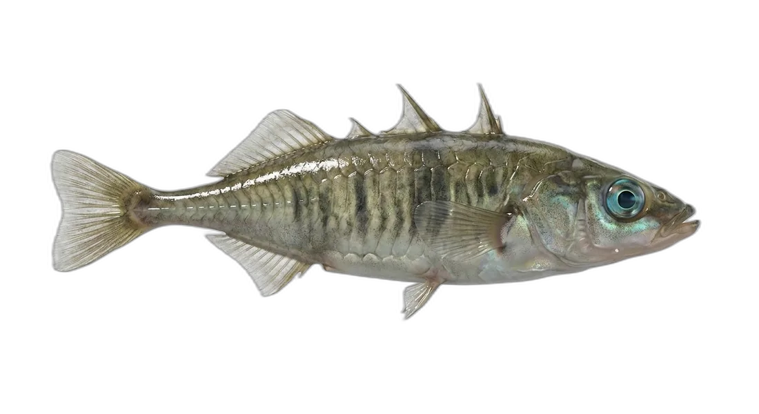 Threespine Stickleback