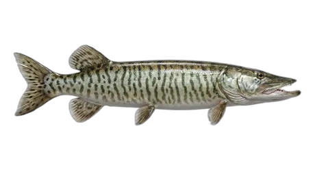 Tiger Muskellunge