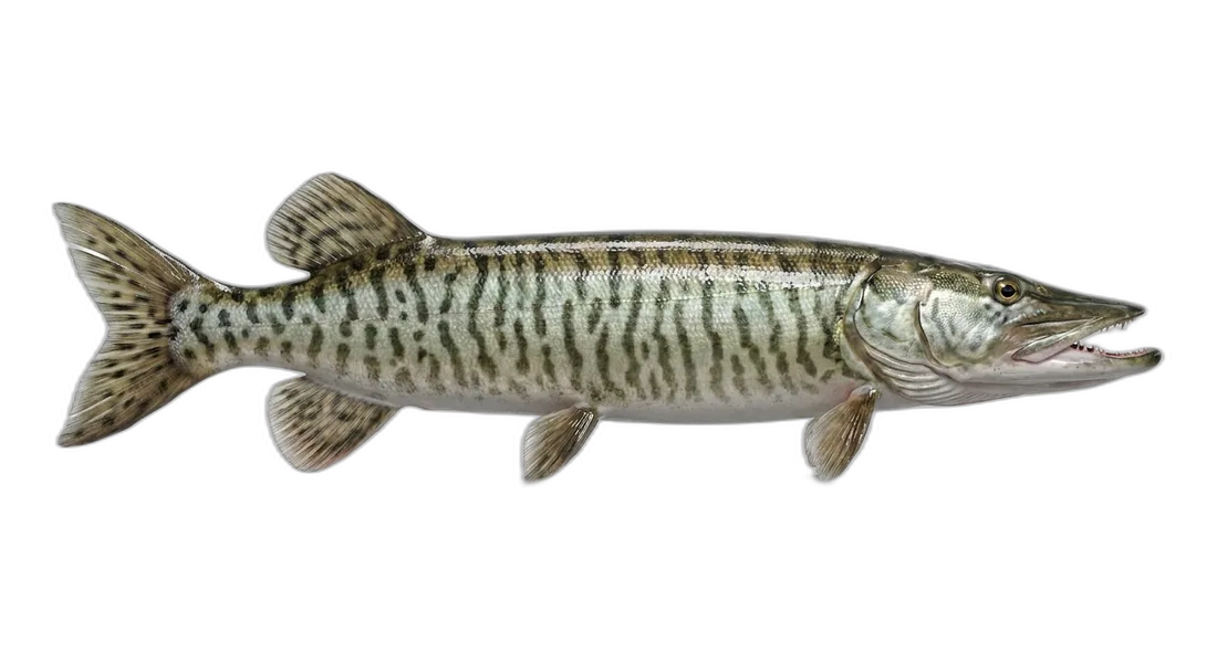 Tiger Muskellunge