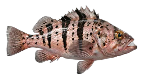 Tiger Rockfish