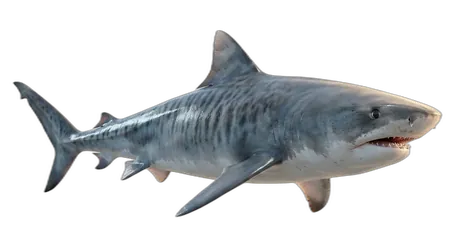 Tiger Shark