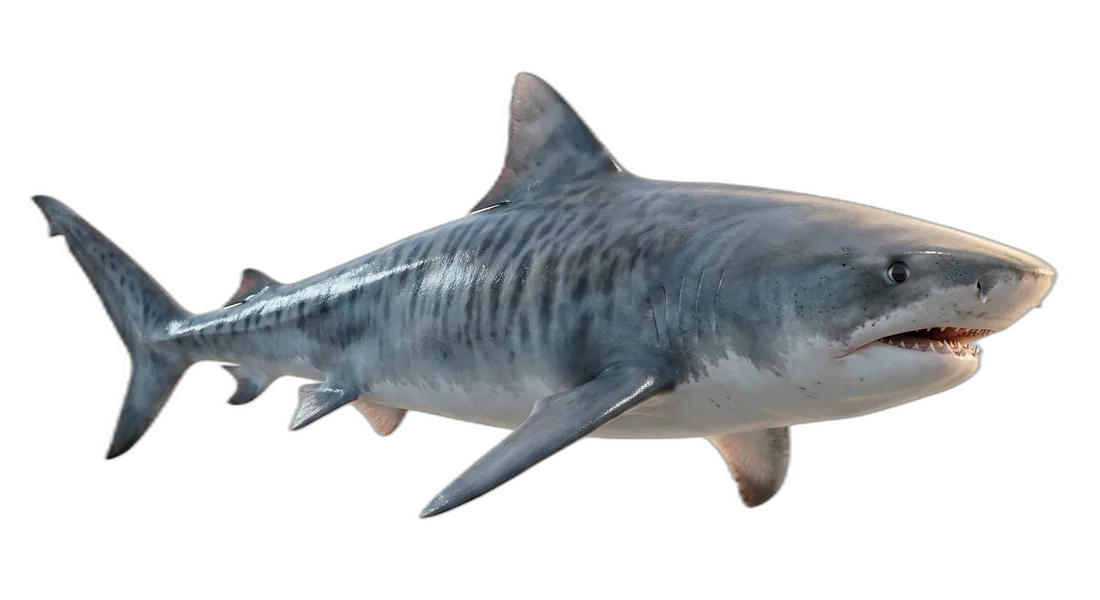 Tiger Shark