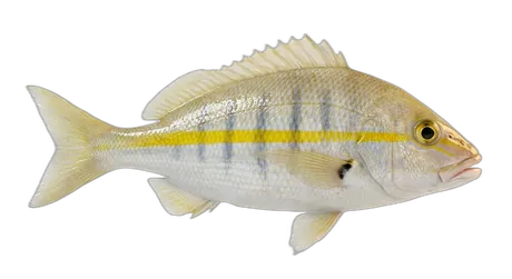 Tomtate Grunt
