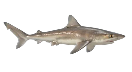 Tope Shark
