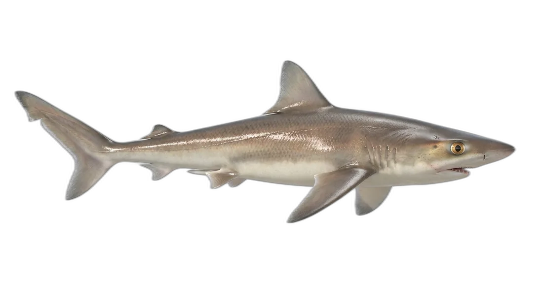 Tope Shark
