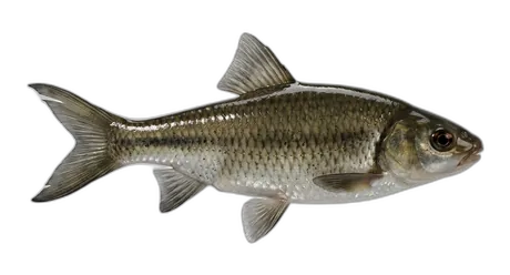 Tui Chub