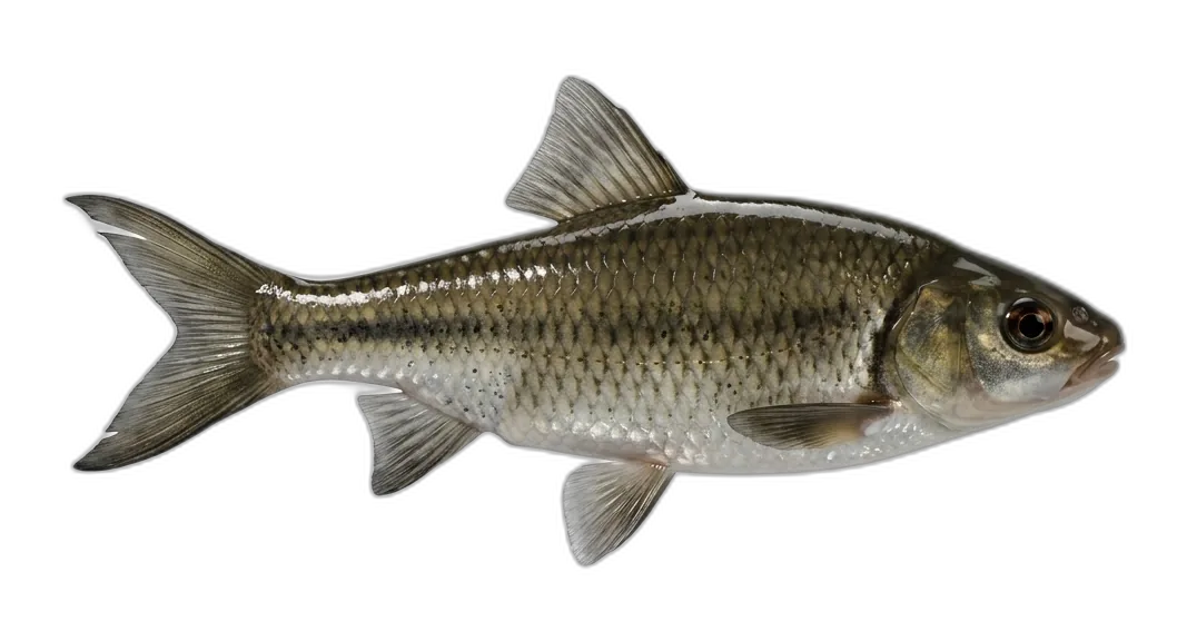 Tui Chub